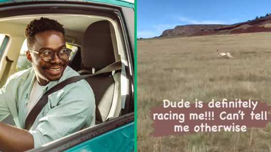 South African man races Springbok in car: TikTok video has Mzansi people laughing at wild chase