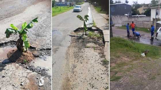 Fed-up man plants trees in potholes, forces municipality to fix them