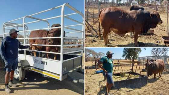 Proud young farmer shows off latest addition to his herd, SA wish him success