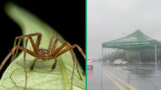 Tent crosses street, funny TikTok video compared to Call of Duty Mobile