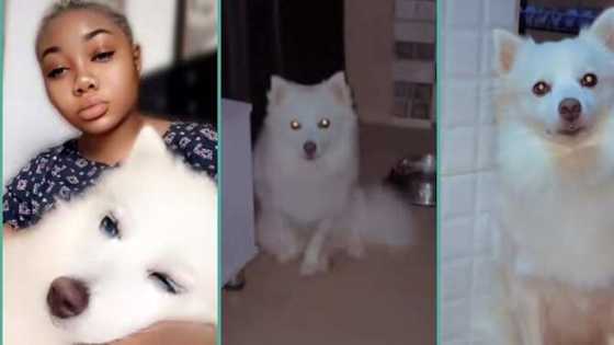 Lady cries out after waking up at 2am to see dog staring deeply at her, video trends