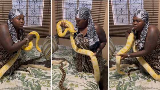 Video of Gogo Maweni holding a python around other snakes in Soweto bedroom creeps SA out: "Pure witchcraft"