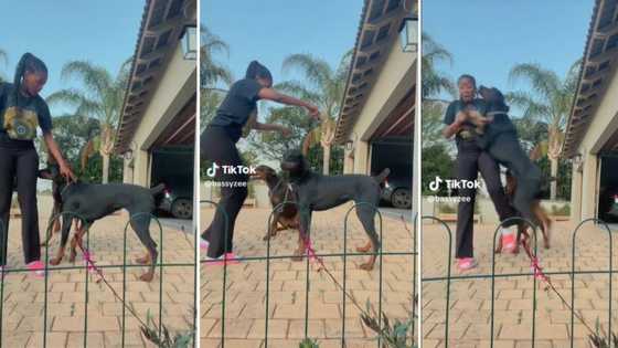 Girl attempts fun dance challenge but Doberman dogs take the spotlight, video receives mixed reactions