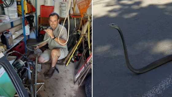 Nick Evans assists monstrous black mamba that was ridden over by a car, followers thankful the snake is safe