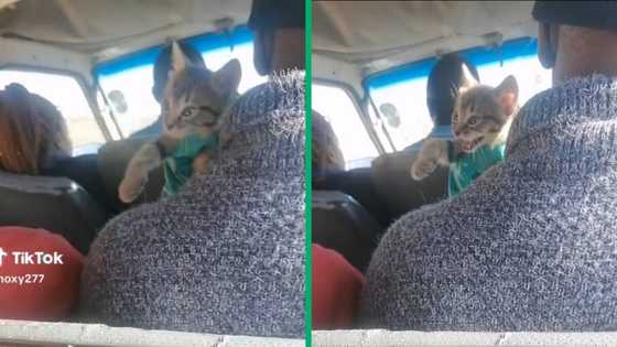 Johannesburg taxi passenger's cat with huge personality leaves SA shook in viral video