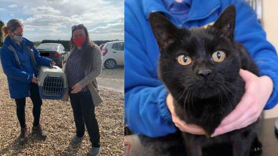 Lost and found cat: Family reunites with missing cat after 13 years