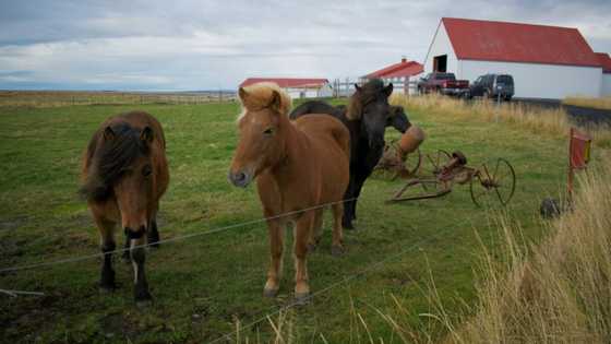 Activists see red over Iceland's blood mares