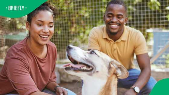 1.7 million stray dogs, one simple way to make a difference this International Dog Day