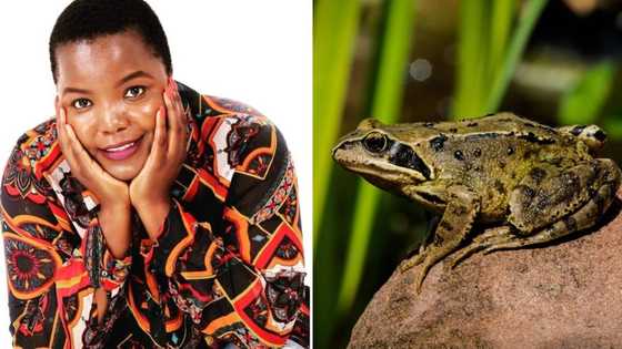 Self taught baker Kurhula Makhuvele’s large frog cake has Mzansi divided as they share differing reactions