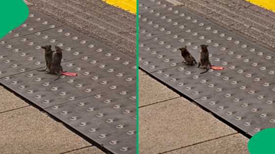 "They are definitely siblings": London tube commuters witness mice fight, SA in stitches