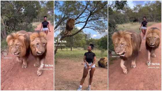 Woman in South Africa walks 2 big lions like her dogs in TikTok with 1.7M views