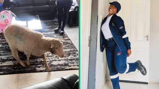 TikTok video of revenge as family cooks sheep after it terrorised them, SA can't deal