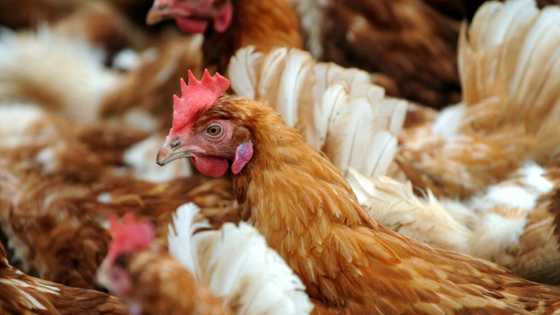 China heat wave pushes up prices as hens lay fewer eggs