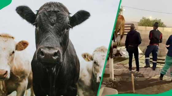 "He wanted to fight back": Cow kicks man in the face, internet cracks jokes