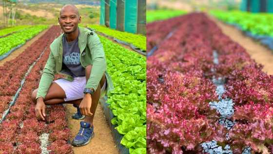 "Clean and fresh": Farmer leaves SA impressed by his 1st harvest