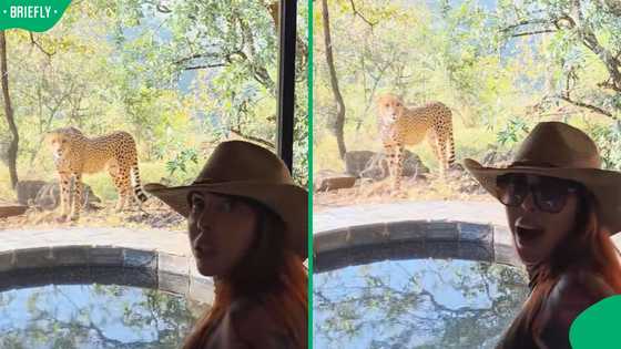 “They’re harmless”: Mzansi reacts as JoJo Robinson & husband have close call with cheetah in KZN