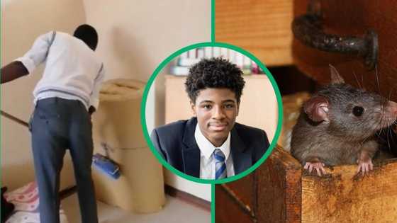 TikTok video of matriculant screaming over rat charging at him, Mzansi amused by boy's fear