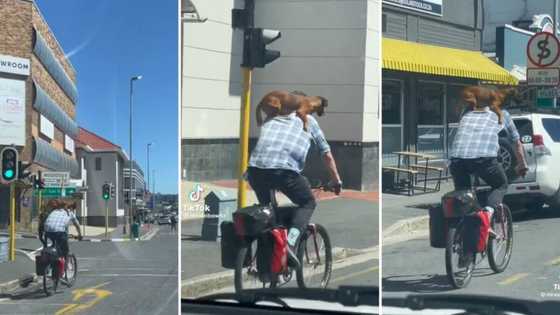 Video of Cape Town man riding bicycle with dog sitting on his back amuses SA