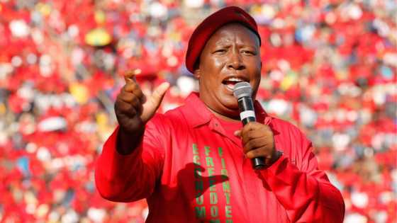 EFF's Julius Malema defends 'letting go' of party's Limpopo leadership: "Something's cooking"