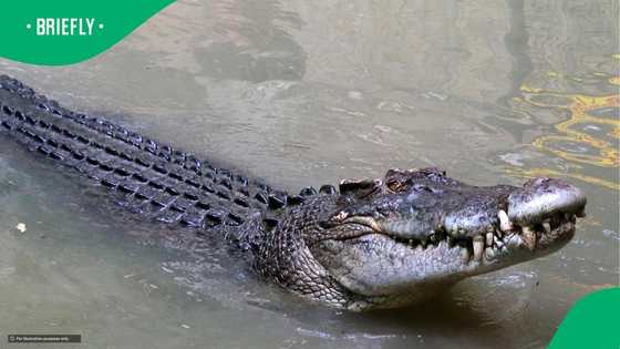 Missing Gauteng businessman found inside crocodile removed from Komati river in video