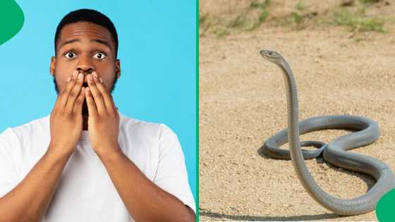 "You're shaking": Snake handler removes massive black mamba from car in Mokopane, Mzansi stunned