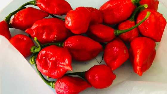 Do you love spicy food? Check out different types of chillies