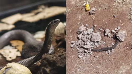 Mzansi in stitches as person thought they killed a snake actually attacked fallen braid