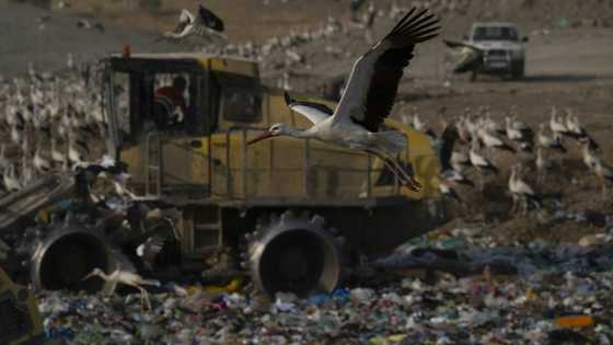 Storks give up migrating to live on landfill in Spain
