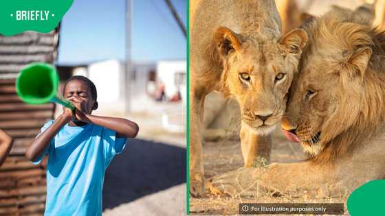 Vuvuzelas cut livestock losses by half for villagers near Hwange National Park