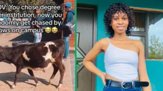 TikTok video of KZN student's cow encounter on campus has Mzansi cracking up: "Someone's lobola showed up"