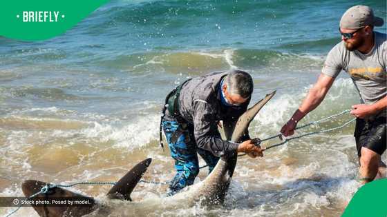 KZN fishermen get hands on live sharks caught in nets used for sardine run in video