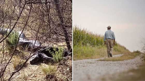 Massive snake spotted near farm in Limpopo, nearby residents and pedestrians urged to remain cautious