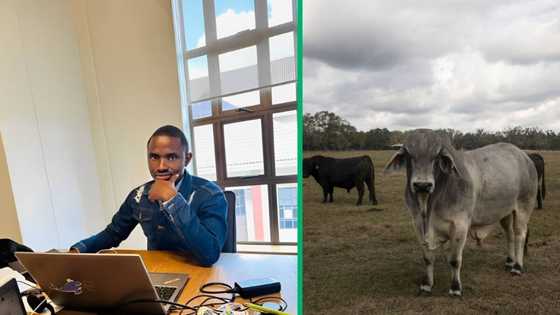 Man adds R27k Brahman bull to livestock, Mzansi thinks its good investment: "Congratulations"