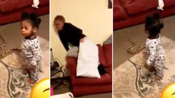 Mother gets the fright of her life when her baby rolls into the lounge dragging a huge snake in with her