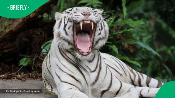 "I'm too black for this": Woman bonds with giant tiger in Limpopo, SA amazed