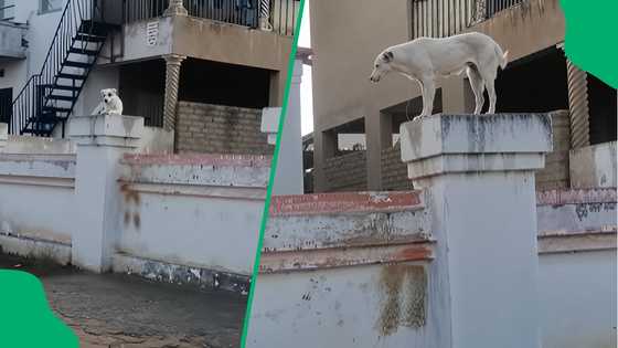 Kasi dog trolled by 2 hilarious passerbys for guarding house by standing on wall in video
