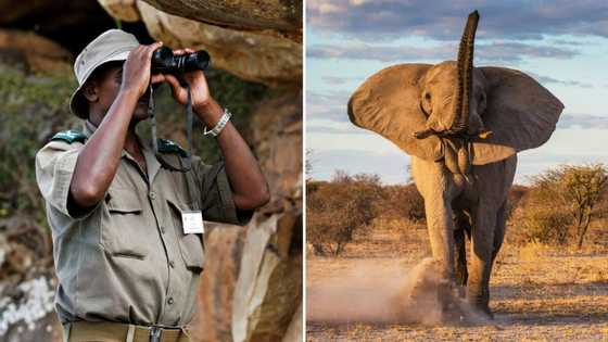 Field ranger trampled by an elephant in Kruger National Park lucky to be alive, says Mzansi