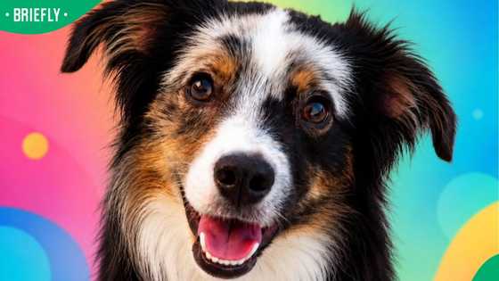 French dog Nova goes viral after correctly predicting FIFA World Cup matches