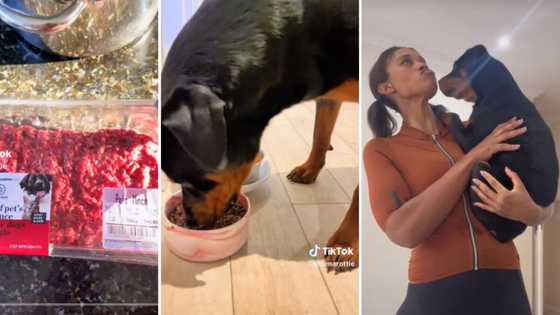 Mzansi reacts to video of woman buying Woolies meat for her dog: "This dog's breakfast is better than mine"