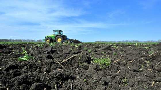 Polish farmers warn of EU threat from Ukraine grain