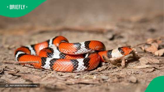 "Nature will humble you": Video of snake eating another legless reptile leaves people curious