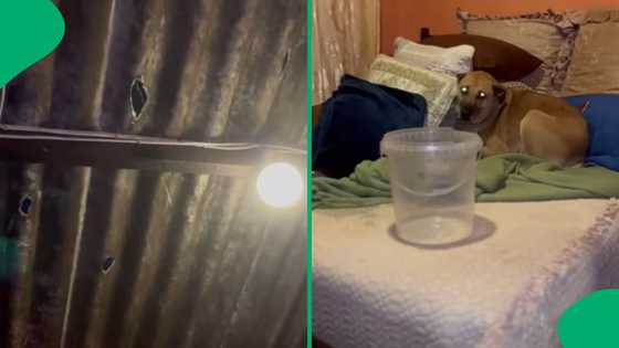"Bless you": KZN woman shows how terrible weather destroyed their home but still kept her dog safe