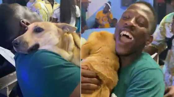 Dog has the time of his life at groove with energetic party-goer, Mzansi loves viral video. "Pit bulls were found shaking"