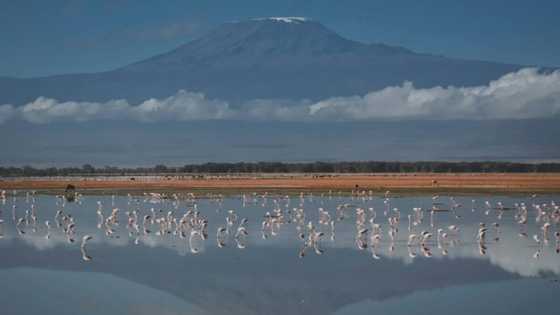 Yellowstone, Kilimanjaro glaciers among those set to vanish by 2050: UNESCO