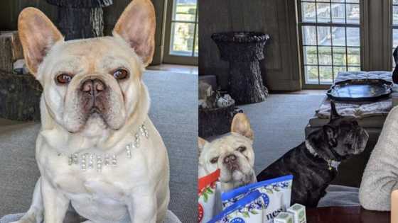 Talk Show Host Martha Stewart Dresses Dogs in Expensive Diamonds