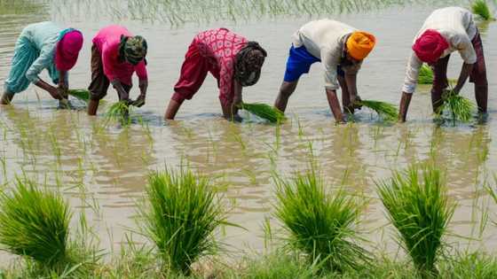 Rice price spike offers preview of climate food disruption