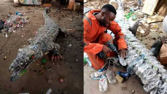 Talented man creates real-looking crocodile using plastic bottles
