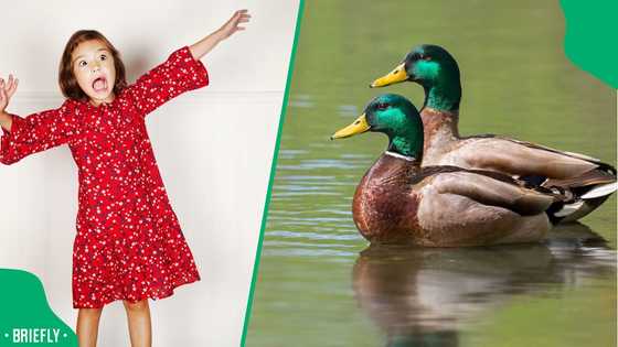 "Mommy please": Kid gets targeted by family of ducks, calls for mommy to help