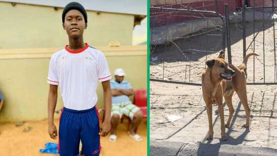 Man shows desperate attempt to save to his poisoned dog with home remedy