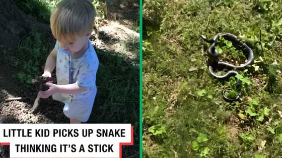 Toddler picks up a snake, thinks it's a stick: "He was ready to eat that thing"